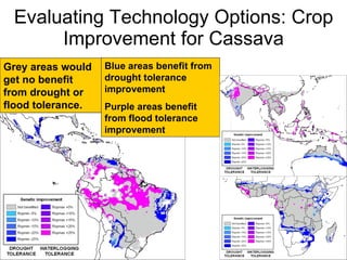 Andy J   Climate Change And Cassava In Latin America July 2009