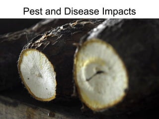 Andy J   Climate Change And Cassava In Latin America July 2009