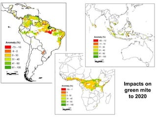 Andy J   Climate Change And Cassava In Latin America July 2009