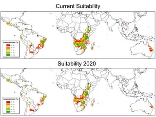 Andy J   Climate Change And Roots And Tubers Nov 2009