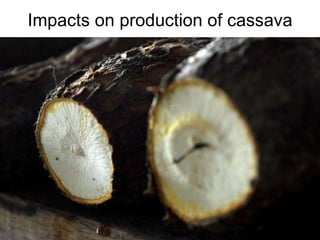 Andy J   Climate Change And Roots And Tubers Nov 2009