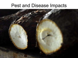 Andy J   Climate Change And Roots And Tubers Nov 2009