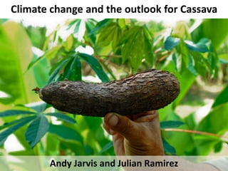 Climate change and the outlook for Cassava
Andy Jarvis and Julian Ramirez
 