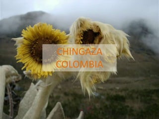 Andy J   Payment For Ecosystem Services (Pes) And Numbers For Negotiation Cocoon Sept 2009