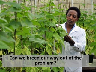 Can we breed our way out of the 
problem? 
 