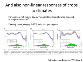 And also non-linear responses of crops 
to climates 
•For example, US maize, soy, cotton yields fall rapidly when exposed 
to temperatures >30˚C 
•In many cases, roughly 6-10% yield loss per degree 
Schlenker and Roberts 2009 PNAS 
 