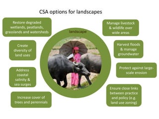 CSA options for landscapes 
landscape 
Manage livestock 
& wildlife over 
wide areas 
Ensure close links 
between practice 
and policy (e.g. 
land use zoning) 
Restore degraded 
wetlands, peatlands, 
grasslands and watersheds 
Create 
diversity of 
land uses 
Increase cover of 
trees and perennials 
Harvest floods 
& manage 
groundwater 
Address 
coastal 
salinity & 
sea surges 
Protect against large-scale 
erosion 
 
