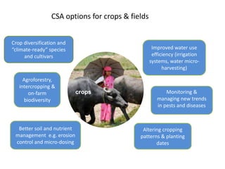 CSA options for crops & fields 
crops 
Crop diversification and 
“climate-ready” species 
and cultivars 
Altering cropping 
patterns & planting 
dates 
Better soil and nutrient 
management e.g. erosion 
control and micro-dosing 
Improved water use 
efficiency (irrigation 
systems, water micro-harvesting) 
Monitoring & 
managing new trends 
in pests and diseases 
Agroforestry, 
intercropping & 
on-farm 
biodiversity 
 