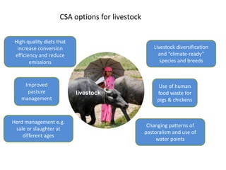 CSA options for livestock 
livestock 
High-quality diets that 
increase conversion 
efficiency and reduce 
emissions 
Herd management e.g. 
sale or slaughter at 
different ages 
Livestock diversification 
and “climate-ready” 
species and breeds 
Changing patterns of 
pastoralism and use of 
water points 
Improved 
pasture 
management 
Use of human 
food waste for 
pigs & chickens 
 