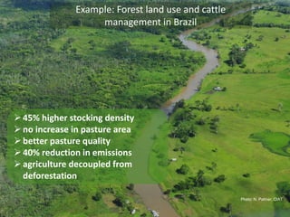 Example: Forest land use and cattle 
management in Brazil 
Photo: N. Palmer, CIAT 
 45% higher stocking density 
 no increase in pasture area 
 better pasture quality 
 40% reduction in emissions 
 agriculture decoupled from 
deforestation 
 
