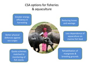 CSA options for fisheries 
& aquaculture 
fish 
Greater energy 
efficiency in 
harvesting 
Better physical 
defences against 
sea surges 
Quota schemes 
matched to 
monitoring of 
fish stocks 
Reducing losses 
and wastage 
Less dependence of 
aquaculture on 
marine fish feed 
Rehabilitation of 
mangroves & 
breeding grounds 
 