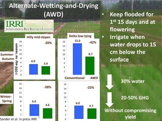 Alternate-Wetting-and-Drying 
(AWD) 
• Keep flooded for 
1st 15 days and at 
flowering 
• Irrigate when 
water drops to 15 
cm below the 
surface 
30% water 
20-50% GHG 
Without compromising 
yield 
Hilly mid-slopes Delta low-lying 
16 15.0 
14 
12 
10 
8 
6 
4 
2 
0 
-42% 
8.7 
16 
14 
12 
10 
8 
6 
4 
2 
0 
t CO2-eq/ ha*season 
4.9 
-20% 
3.9 
16 
14 
12 
10 
8 
6 
4 
2 
0 
16 
14 
12 
10 
8 
6 
4 
2 
0 
-28% -22% 
6.0 
4.7 
6.4 
4.6 
Summer- 
Autumn 
Winter- 
Spring 
Sander et al. in press IRRI 
Conventional AWD 
 