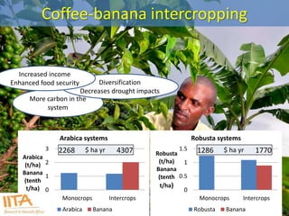 Coffee-banana intercropping 
3 
2 
1 
0 
2268 $ ha yr 4307 1286 $ ha yr 1770 
Monocrops Intercrops 
Arabica 
(t/ha) 
Banana 
(tenth 
t/ha) 
Arabica systems 
Arabica Banana 
1.5 
1 
0.5 
0 
Monocrops Intercrops 
Robusta 
(t/ha) 
Banana 
(tenth 
t/ha) 
Robusta systems 
Robusta Banana 
More carbon in the 
system 
Diversification 
Decreases drought impacts 
Increased income 
Enhanced food security 
 