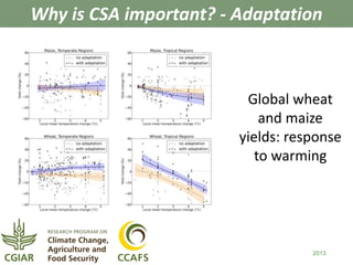 Why is CSA important? - Adaptation 
Global wheat 
and maize 
yields: response 
to warming 
2013 
 