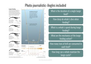 http://13pt.com/projects/nyt071211/
What is the duration of a single lunge
feed?
How deep do whale’s dive when
feeding?
What is a whale’s speed during lunge
feeding?
What are the mechanics of the lunge
feeding action?
How many tons of krill are consumed in
each feed?
How long can a whale maintain the
lunge cycle?
Photo-journalistic: Angles included
 