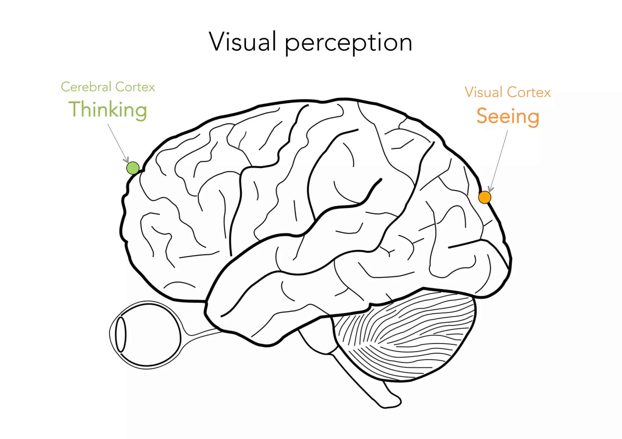 Visual Cortex
Seeing
Cerebral Cortex
Thinking
Visual perception
 