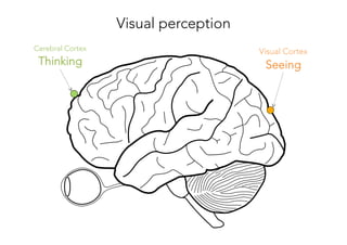 Visual Cortex
Seeing
Cerebral Cortex
Thinking
Visual perception
 