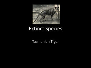 Extinct Species Tasmanian Tiger 