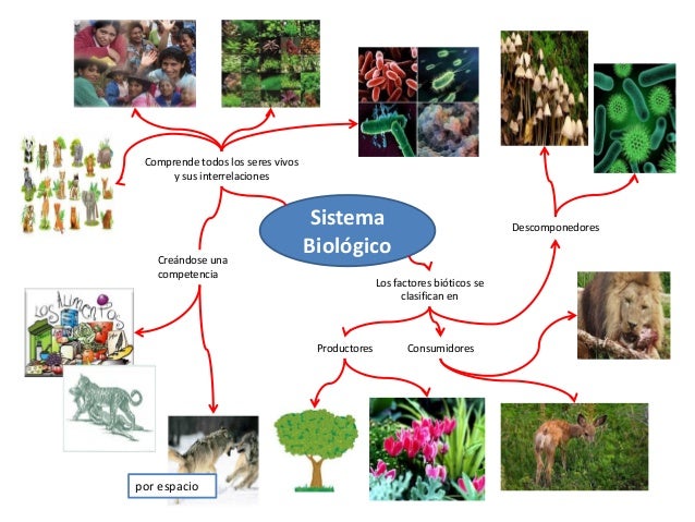 Mapas Mentales de Sistema Físico, Sistema Biológico