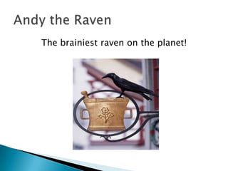 The brainiest raven on the planet!
 