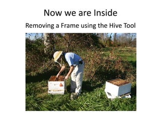 beehive tool bolsas