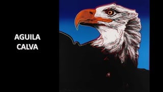 Andy warhol especies extinción