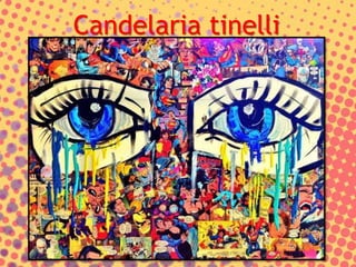 Candelaria tinelli
 