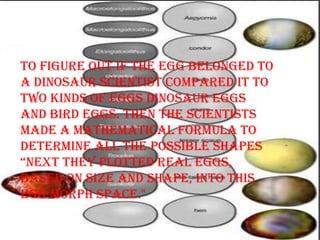 To figure out if the egg belonged to
a dinosaur scientist compared it to
two kinds of eggs dinosaur eggs
and bird eggs. Then the scientists
made a mathematical formula to
determine all the possible shapes
“next they plotted real eggs,
based on size and shape, into this
egg morph space."
 