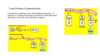 What is vitamin cholecalciferol-D3 Good For? | Health blog | PPT