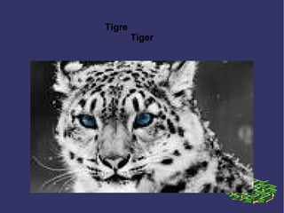 Tigre
Tiger
 