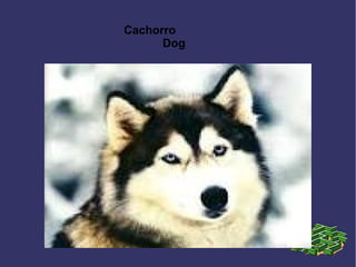 Cachorro
Dog
 