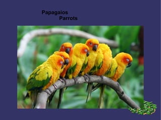 Papagaios
Parrots
 