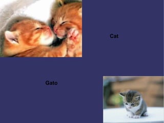 Gato
Cat
 