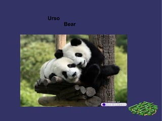 Urso
Bear
 