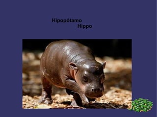 Hipopótamo
Hippo
 