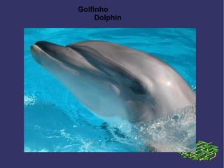 Golfinho
Dolphin
 