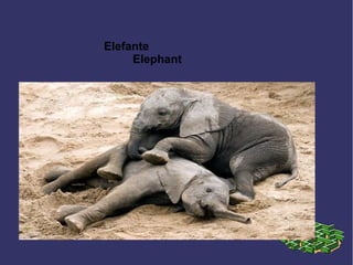 Elefante
Elephant
 