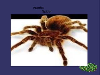Aranha
Spider
 