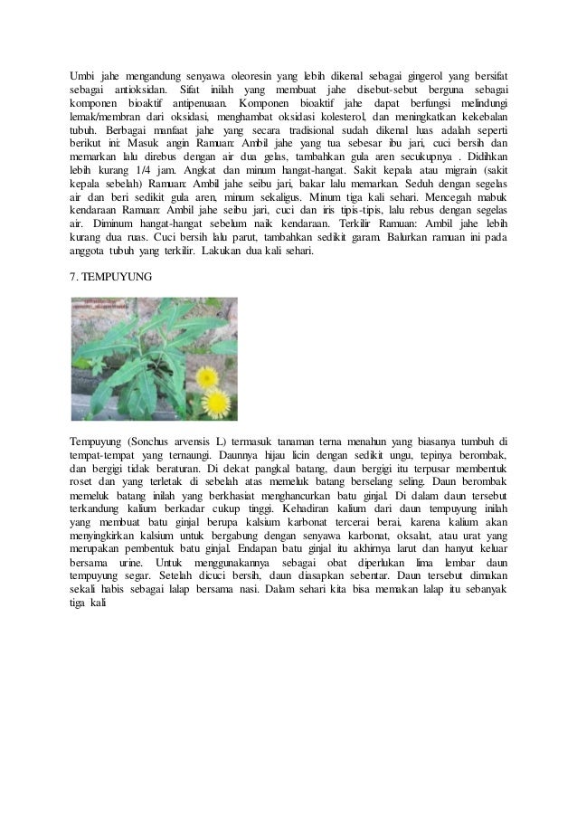 Aneka jenis tanaman obat 