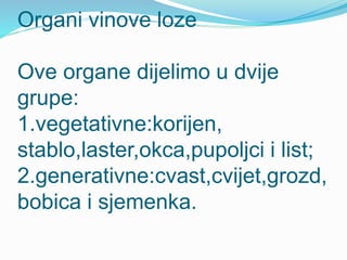 Organi vinove loze 
Ove organe dijelimo u dvije 
grupe: 
1.vegetativne:korijen, 
stablo,laster,okca,pupoljci i list; 
2.generativne:cvast,cvijet,grozd, 
bobica i sjemenka. 
 