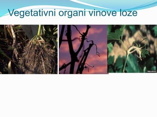 Vegetativni organi vinove loze 
 