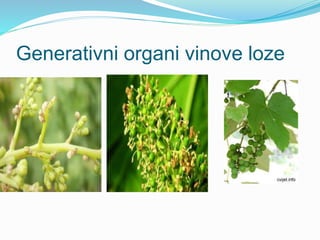 Generativni organi vinove loze 
 