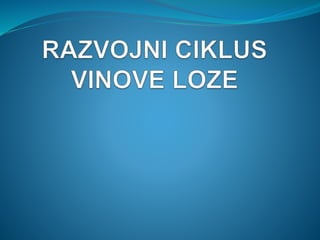 Anđela Rovčanin