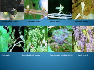 Cvjetanje Razvoj zelenih bobica Sazrijevanje grožđa-šarak Zreli grozd 
 