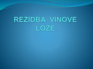 Anđela Rovčanin