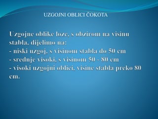 UZGOJNI OBLICI ČOKOTA 
 