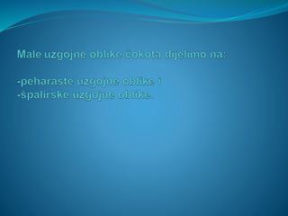 Anđela Rovčanin
