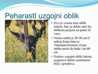 PeharastI uzgojni oblik 
 Ovo je veoma stari oblik 
čokota. Ime je dobio zato što 
oblikom posjeća na pehar ili 
vazu. 
 Visina stabla je 20-30 cm.U 
nekim krajevima sa 
vlažnijom klimom visina 
stabla može da bude i do 60 
cm. 
 Ovakav uzgojni oblik čokota 
osigurava dobru osunčanost 
lišća i grozdova. 
 