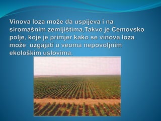 Anđela Rovčanin