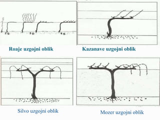 Roaje uzgojni oblik Kazanave uzgojni oblik 
Silvo uzgojni oblik Mozer uzgojni oblik 
 